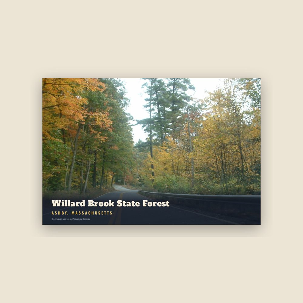 Ashby Willard Brook State Forest Postcard