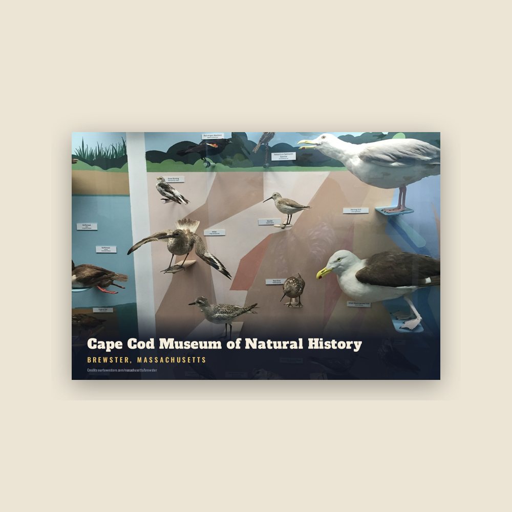 Brewster Cape Cod Museum of Natural History Postcard