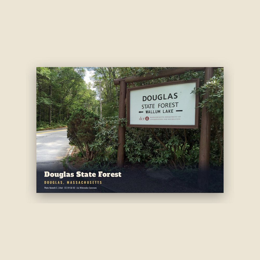 Douglas Douglas State Forest Postcard