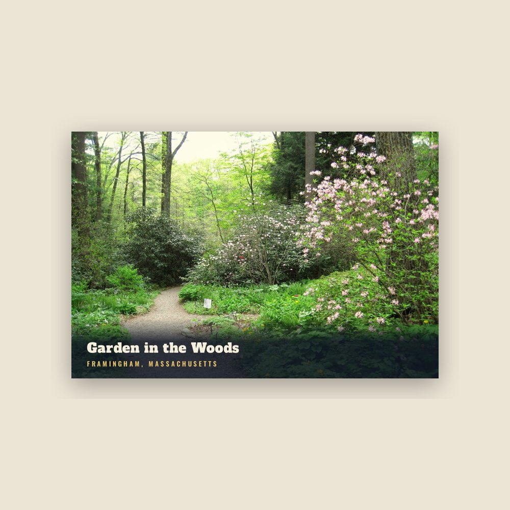Framingham Garden in the Woods Postcard