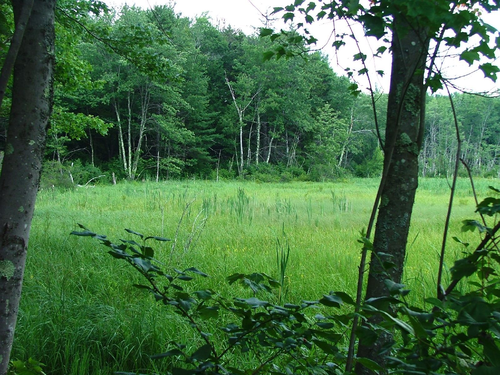 D.A.R. State Forest, Goshen, Massachusetts