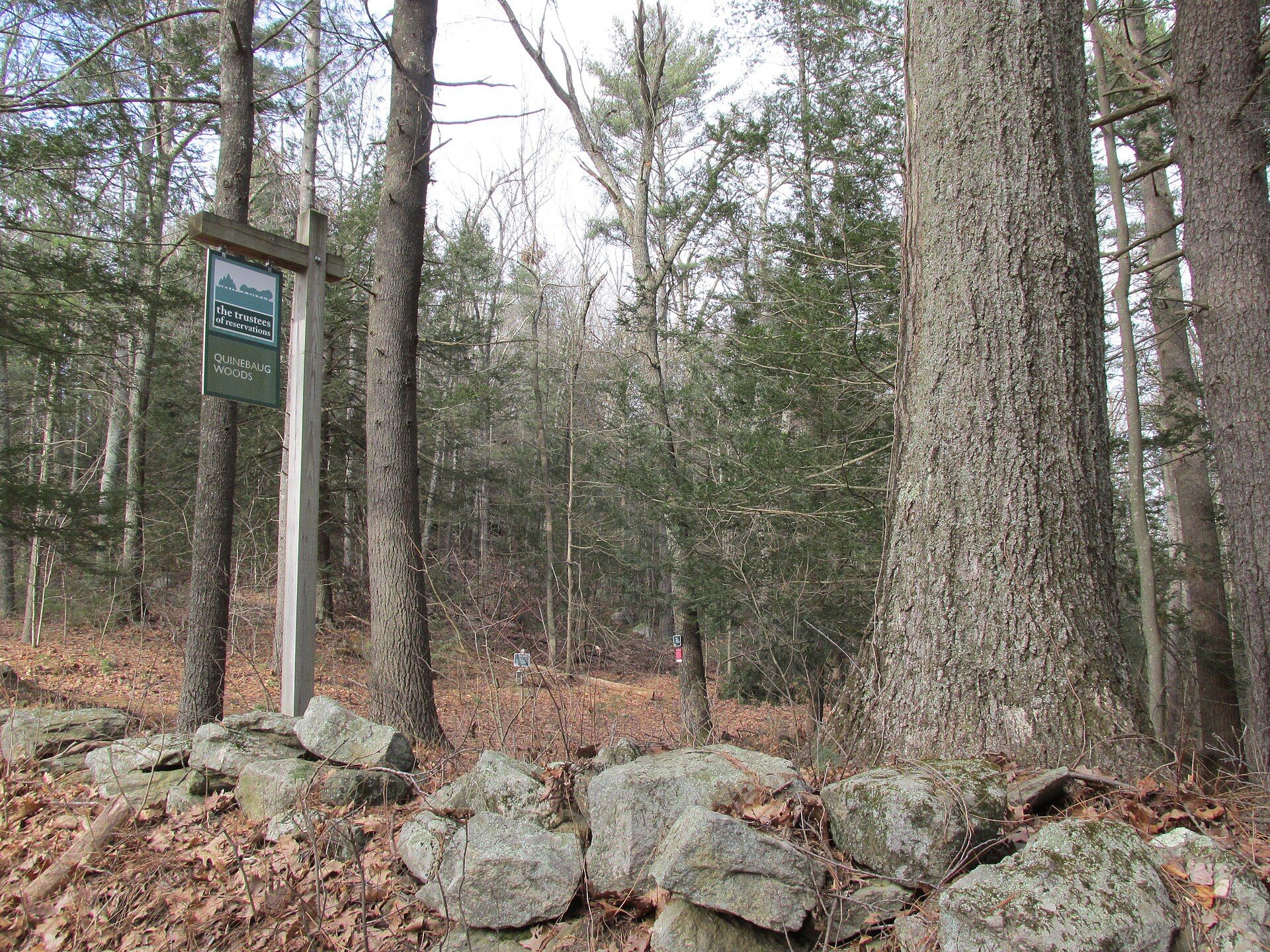 Quinebaug Woods, Holland, Massachusetts