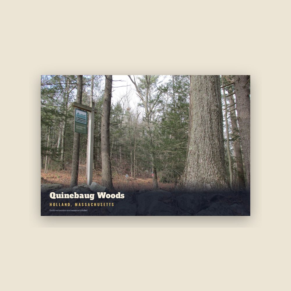 Holland Quinebaug Woods Postcard