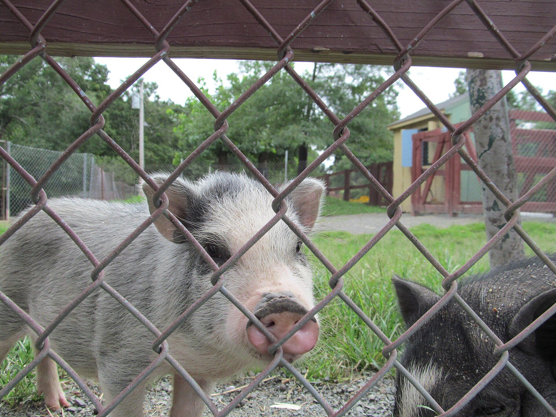 Lupa Zoo, Ludlow, Massachusetts