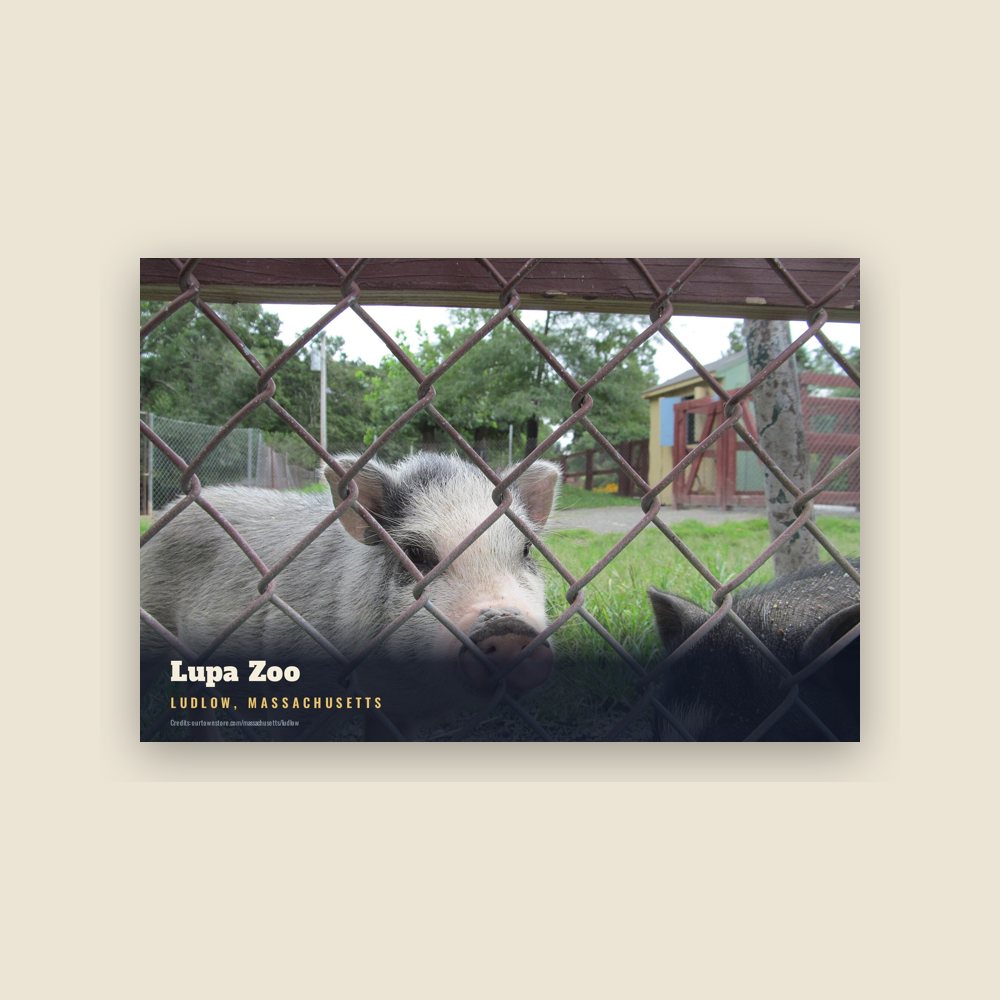Ludlow Lupa Zoo Postcard