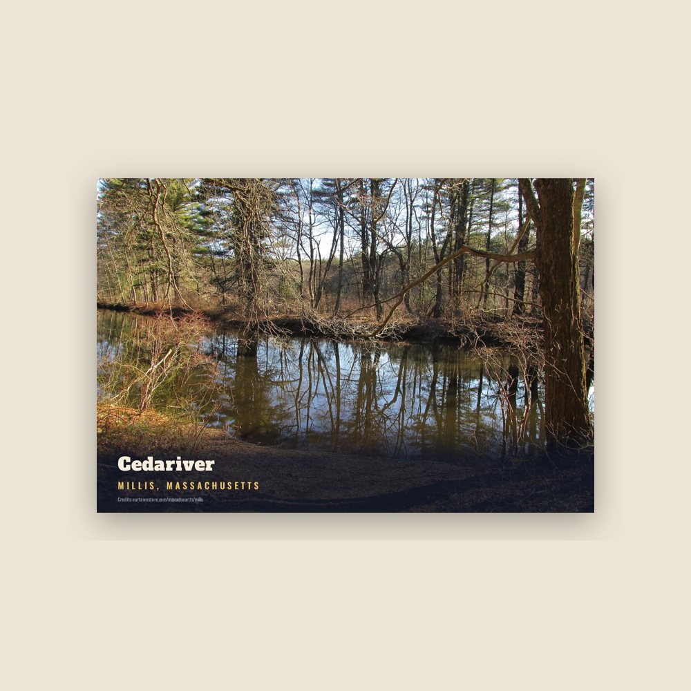 Millis Cedariver Postcard
