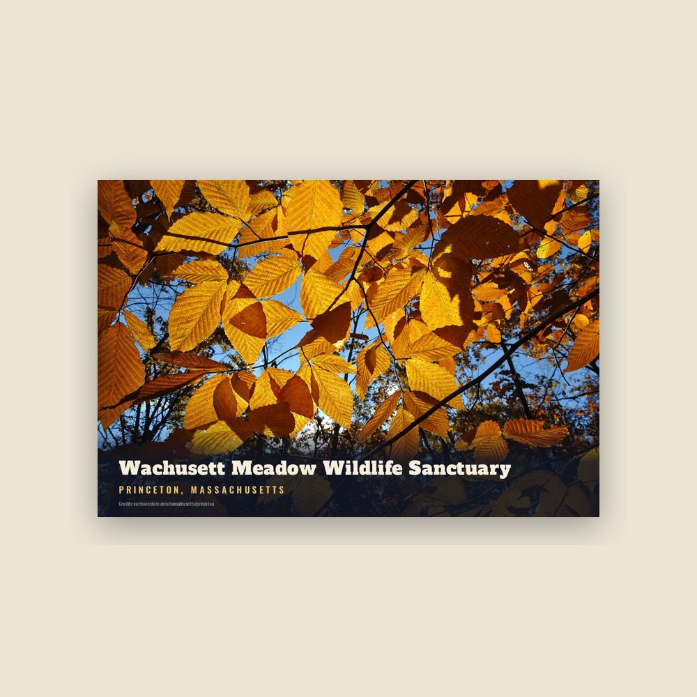 Princeton Wachusett Meadow Wildlife Sanctuary Postcard