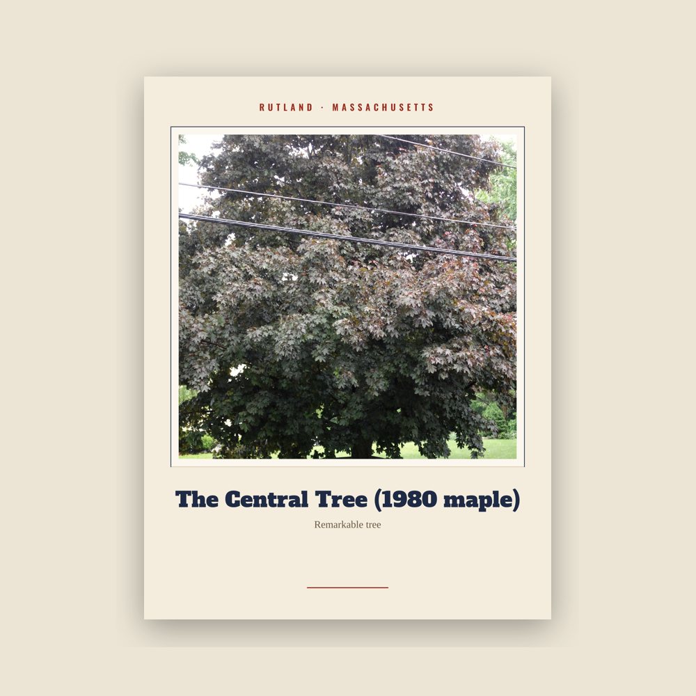 Rutland The Central Tree (1980 maple) Landmark Print