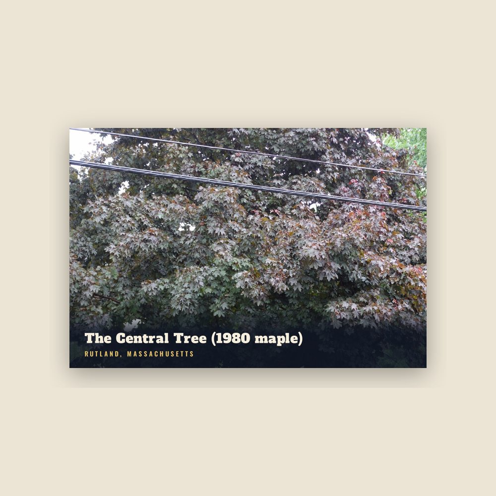 Rutland The Central Tree (1980 maple) Postcard
