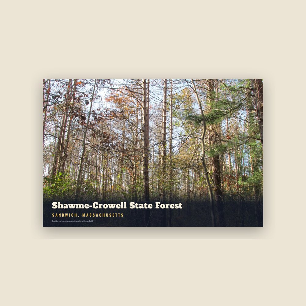 Sandwich Shawme-Crowell State Forest Postcard