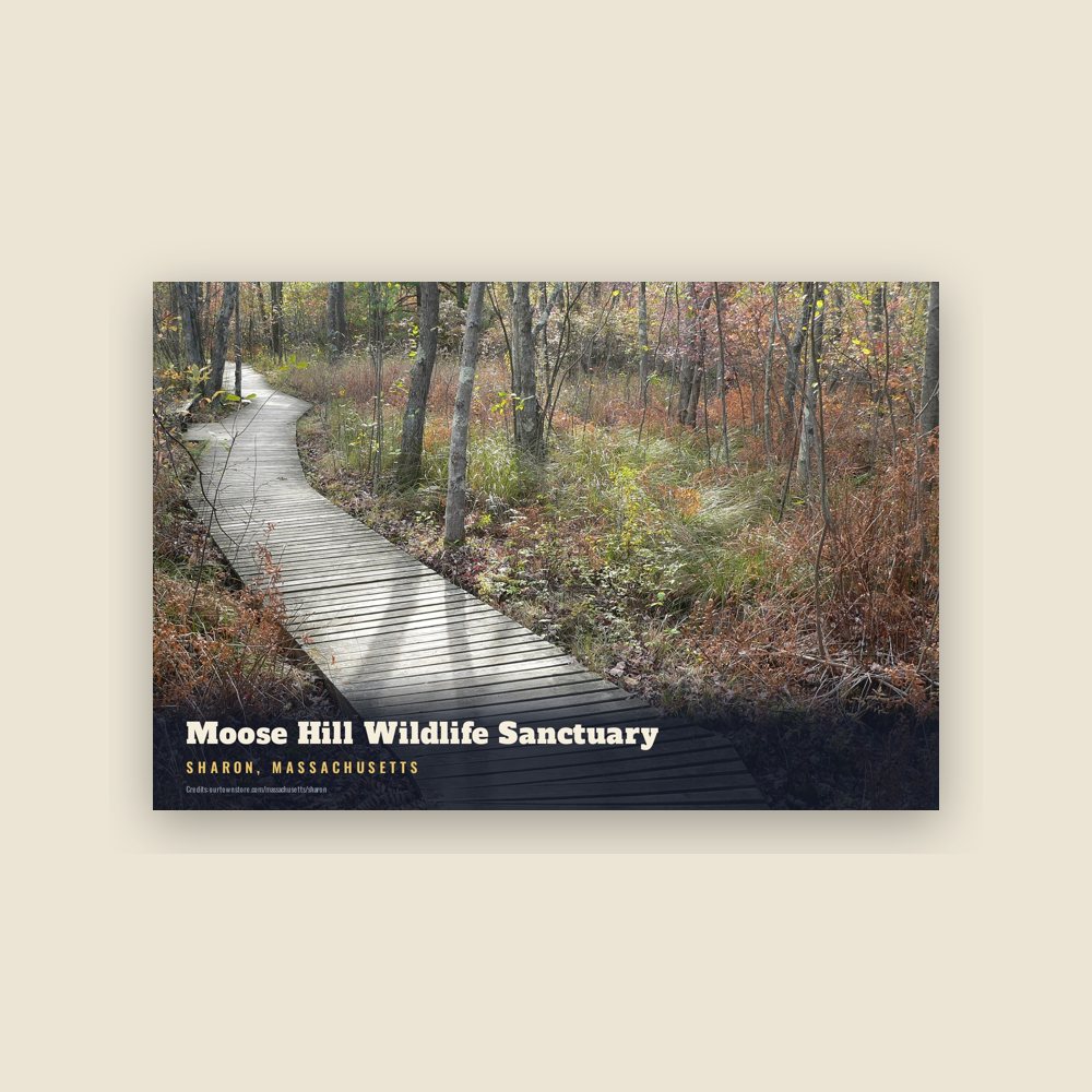 Sharon Moose Hill Wildlife Sanctuary Postcard