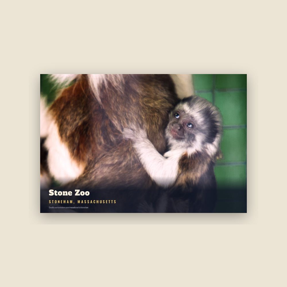 Stoneham Stone Zoo Postcard