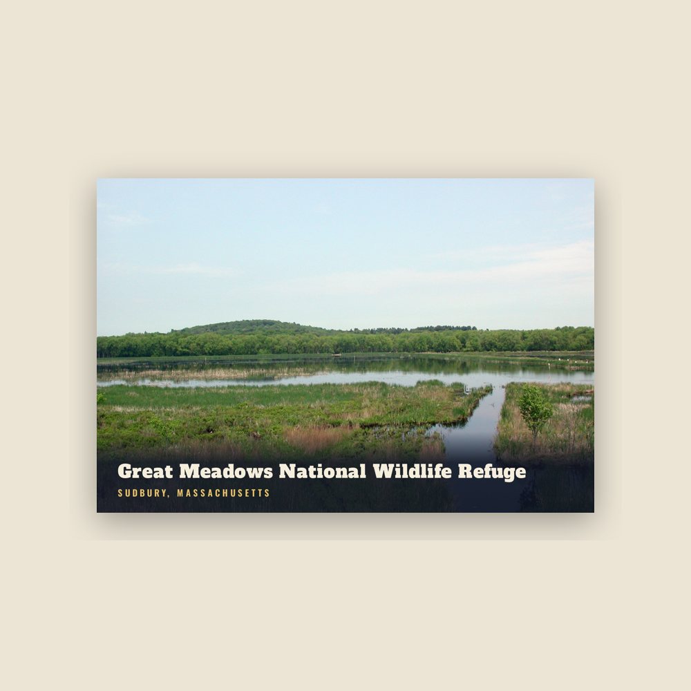 Sudbury Great Meadows National Wildlife Refuge Postcard