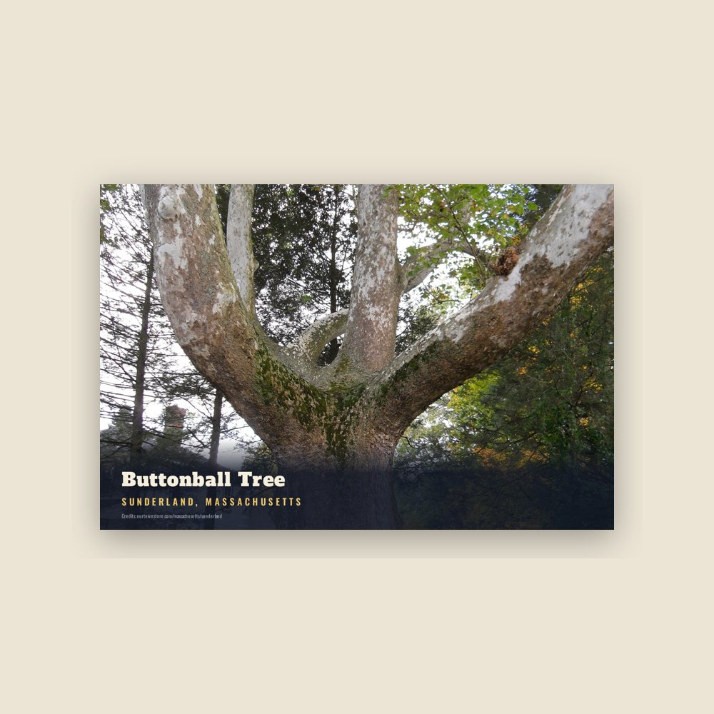 Sunderland Buttonball Tree Postcard