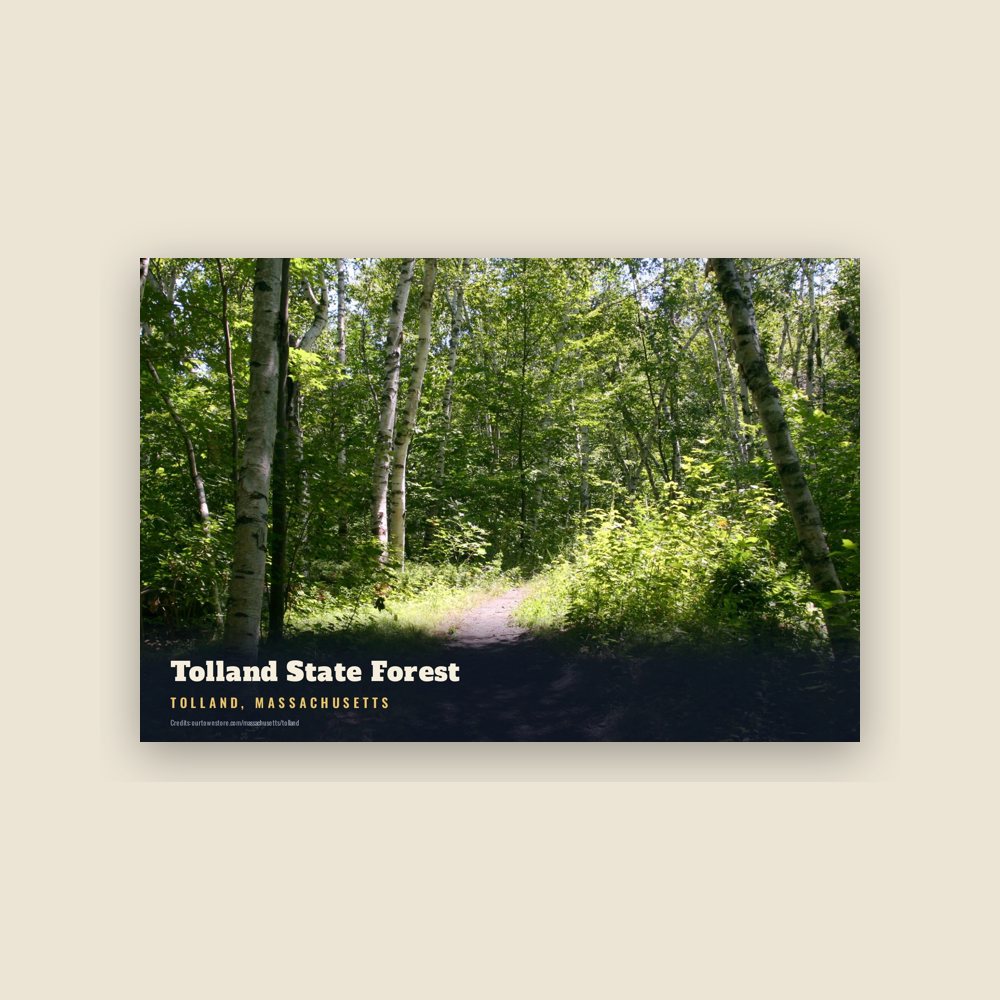 Tolland Tolland State Forest Postcard