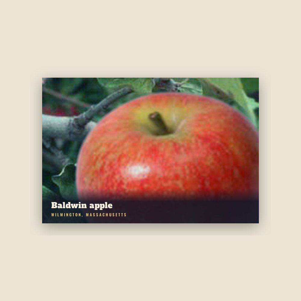 Wilmington Baldwin apple Postcard