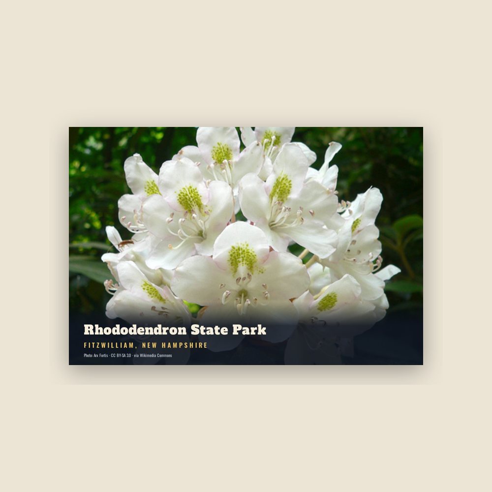 Fitzwilliam Rhododendron State Park Postcard