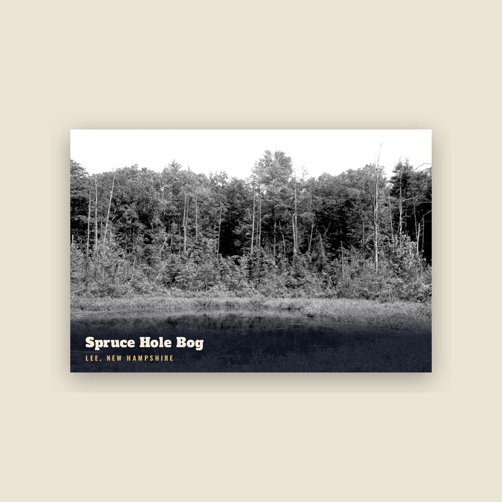Lee Spruce Hole Bog Postcard