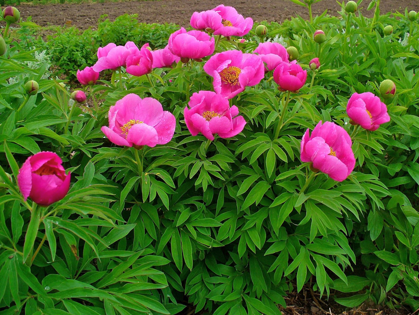 Fuller Gardens, North Hampton, New Hampshire