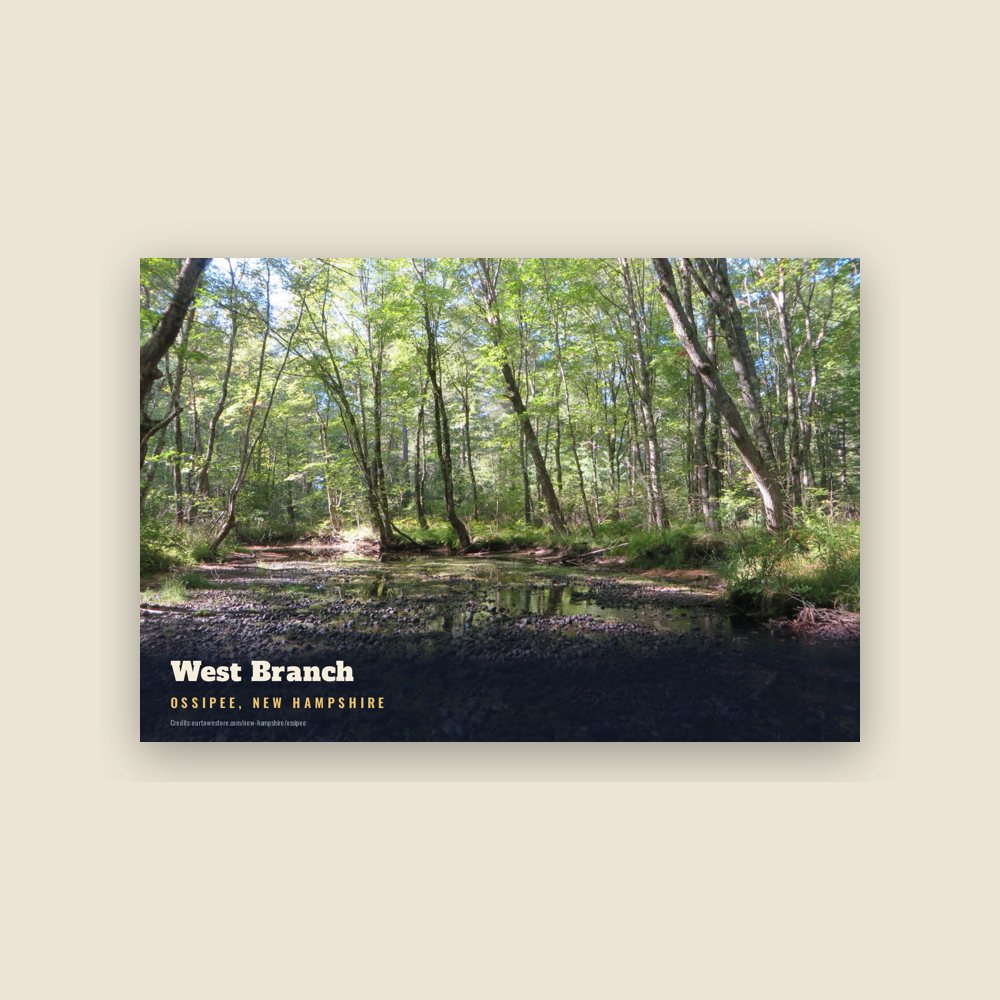 Ossipee West Branch Postcard