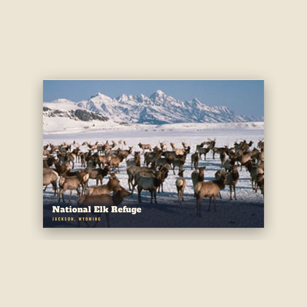 Jackson National Elk Refuge Postcard
