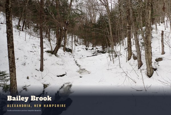 Alexandria Bailey Brook Postcard artwork detail