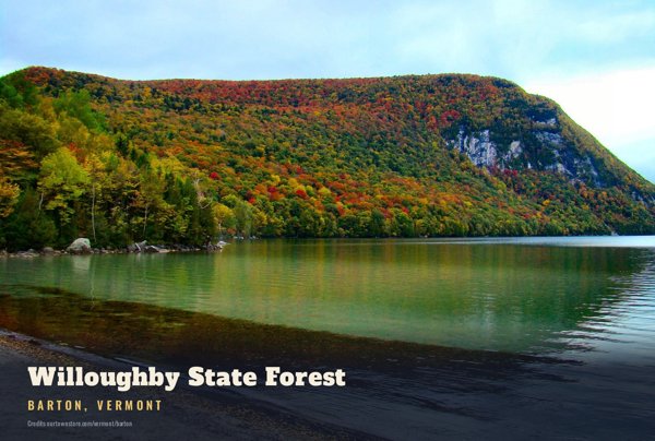 Barton Willoughby State Forest Postcard artwork detail