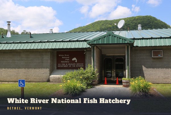 Bethel White River National Fish Hatchery Postcard artwork detail