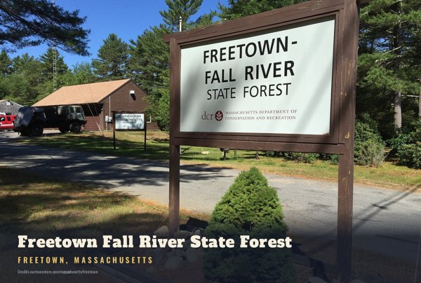 Freetown Freetown Fall River State Forest Postcard artwork detail