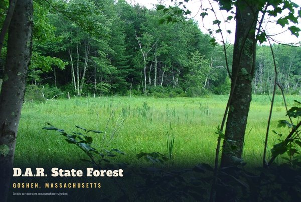 Goshen D.A.R. State Forest Postcard artwork detail