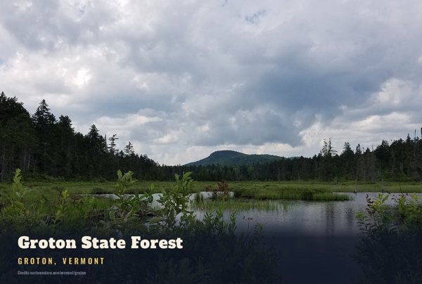 Groton Groton State Forest Postcard artwork detail