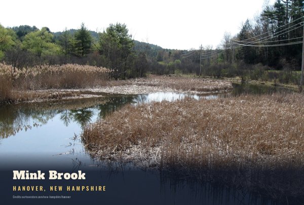 Hanover Mink Brook Postcard artwork detail