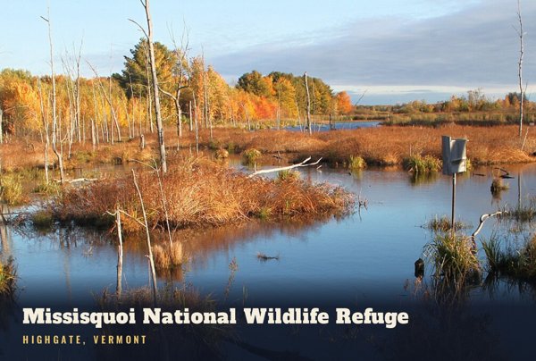 Highgate Missisquoi National Wildlife Refuge Postcard artwork detail