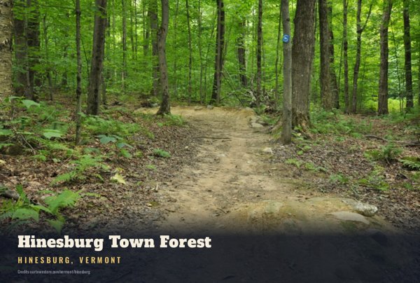 Hinesburg Hinesburg Town Forest Postcard artwork detail
