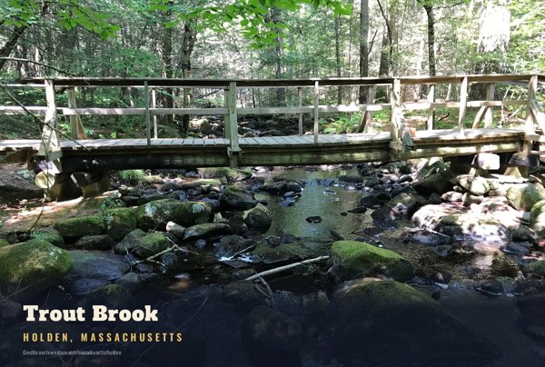 Holden Trout Brook Postcard artwork detail