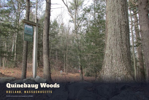 Holland Quinebaug Woods Postcard artwork detail