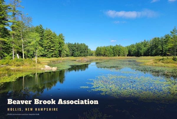 Hollis Beaver Brook Association Postcard artwork detail