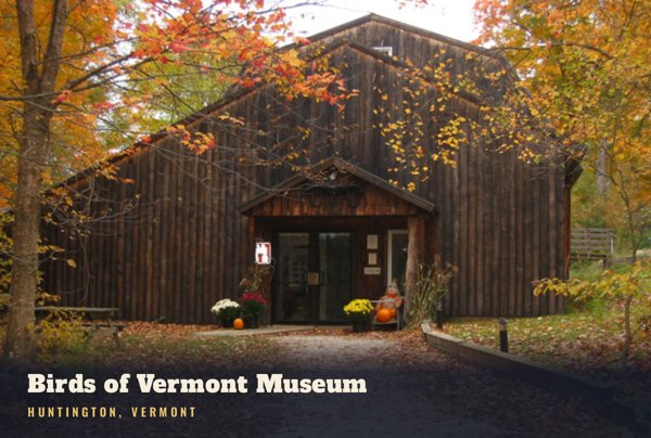 Huntington Birds of Vermont Museum Postcard artwork detail