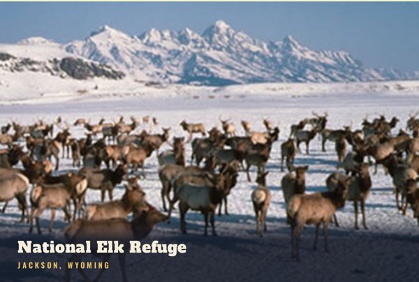 Jackson National Elk Refuge Postcard artwork detail