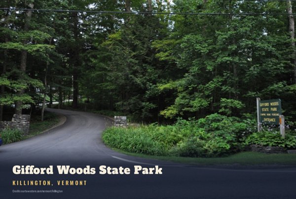 Killington Gifford Woods State Park Postcard artwork detail