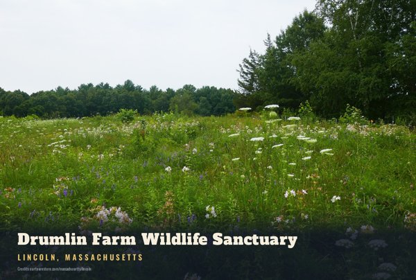 Lincoln Drumlin Farm Wildlife Sanctuary Postcard artwork detail