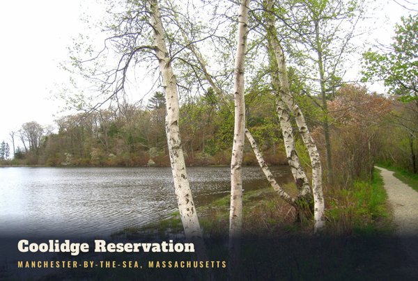 Manchester-by-the-Sea Coolidge Reservation Postcard artwork detail