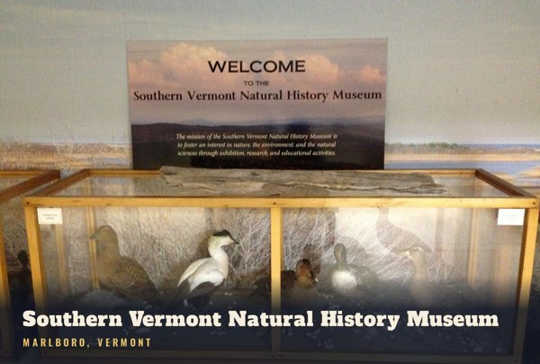 Marlboro Southern Vermont Natural History Museum Postcard artwork detail