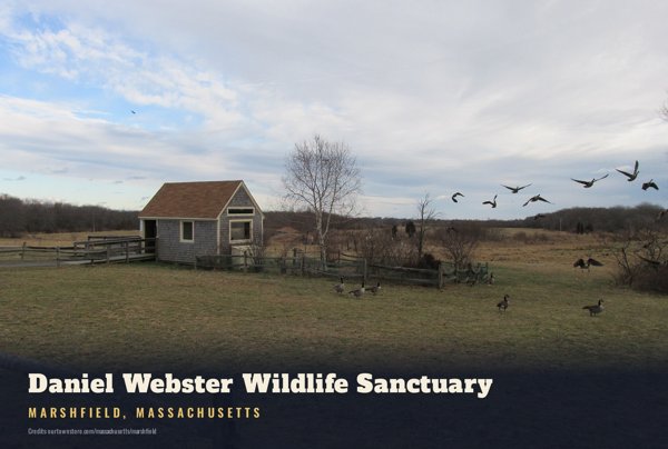 Marshfield Daniel Webster Wildlife Sanctuary Postcard artwork detail