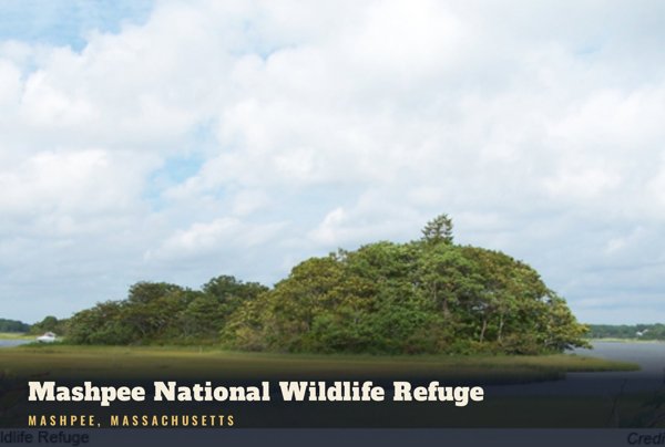 Mashpee Mashpee National Wildlife Refuge Postcard artwork detail