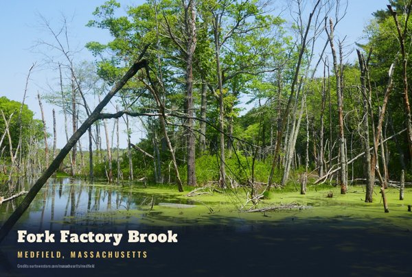 Medfield Fork Factory Brook Postcard artwork detail
