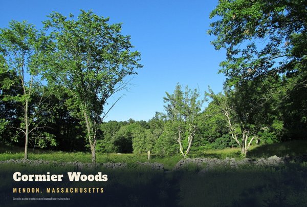 Mendon Cormier Woods Postcard artwork detail