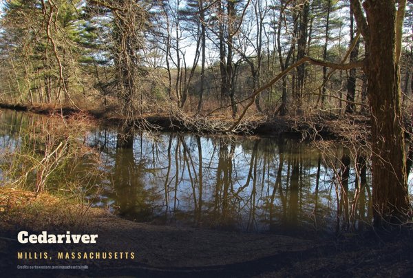 Millis Cedariver Postcard artwork detail