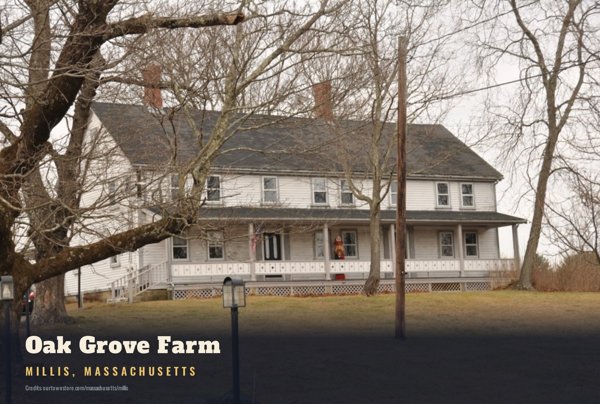 Millis Oak Grove Farm Postcard artwork detail