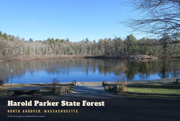 North Andover Harold Parker State Forest Postcard artwork detail